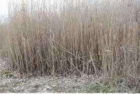 Photo Texture of Grass Tall 0004